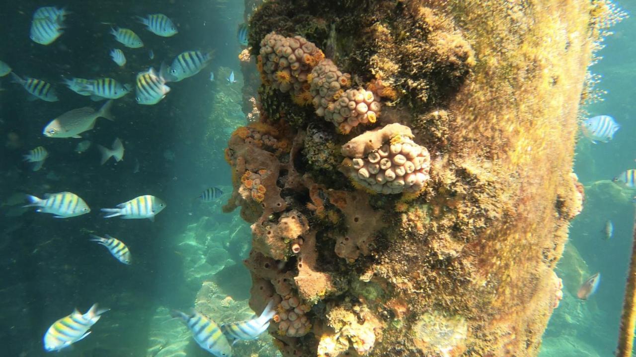 Pousada Conves - Ilha Grande Hotel Praia de Araçatiba Eksteriør billede