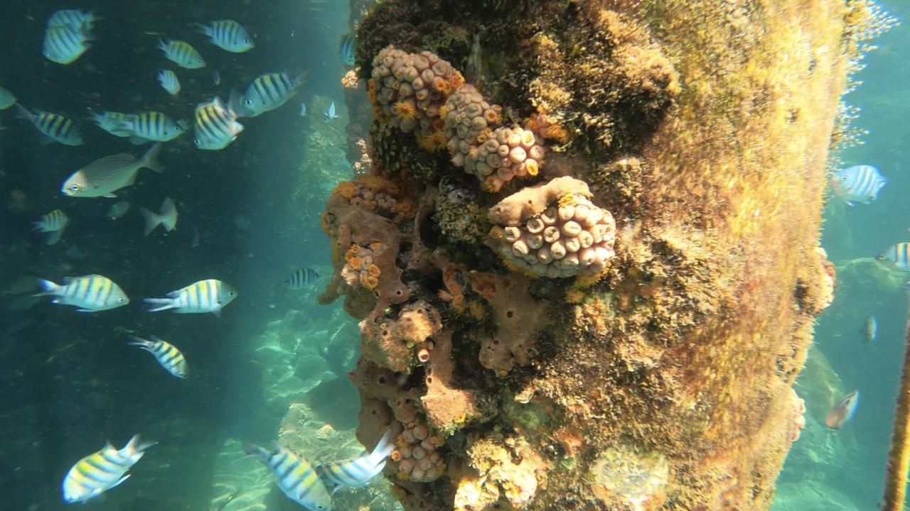 Pousada Conves - Ilha Grande Praia de Araçatiba Eksteriør billede