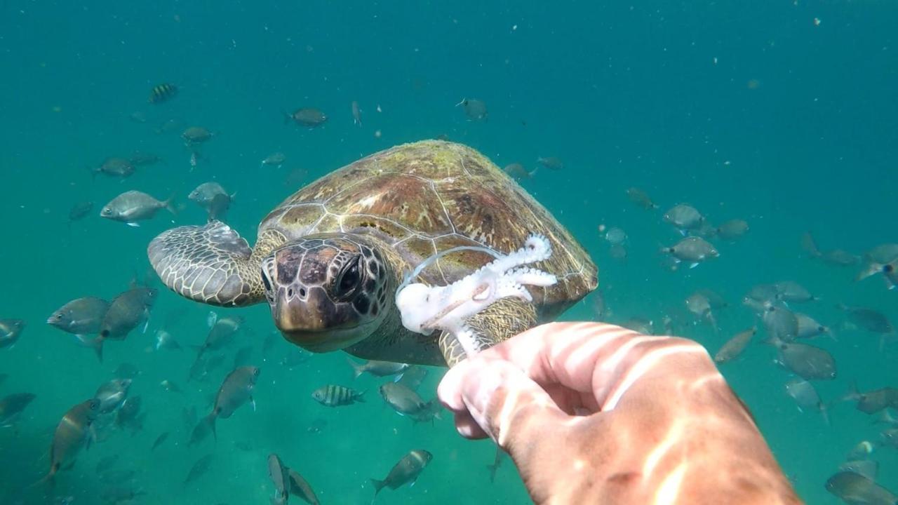 Pousada Conves - Ilha Grande Praia de Araçatiba Eksteriør billede