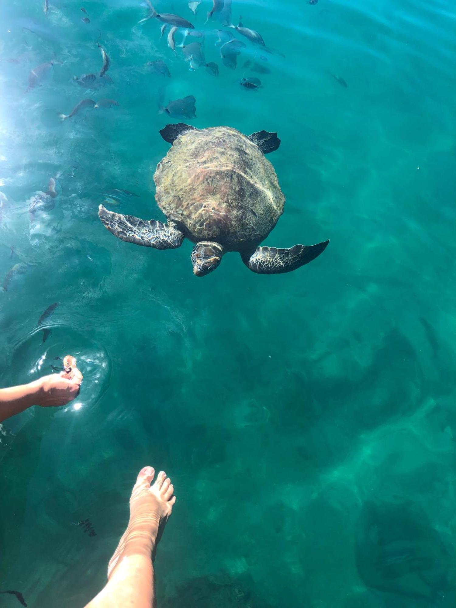 Pousada Conves - Ilha Grande Praia de Araçatiba Eksteriør billede